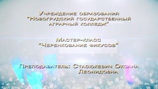 УО "Новогрудский ГАК". Мастер-класс "Черенкование фикусов"