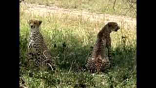 Cheetahs 1 Serengeti