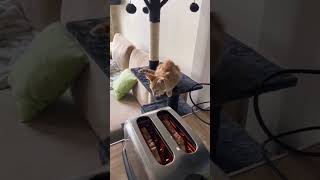 ⁉️Will He Do It Or Not | Wait Till The End😹 #shorts #funnykitten