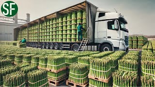 How Farmers Harvest 7.9 Million Tons of Green Asparagus Every Year | Farming Documentary