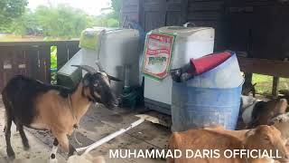 TERJAH 2  DAERAH BANJIR BESAR LEPAS BANGGUN TIDO PECUT TERUS SEGIAP TAHUN MACAM INI