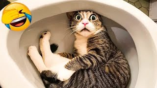 Pets Being Silly: A Compilation of Laughs 😂 Funny Animal Moments 🙀