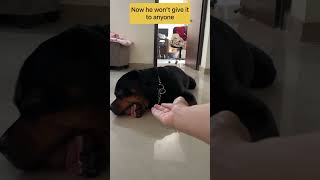 Cute Rottweiler #shorts #rottweiler #funnyvideo #aggressivedog #dog #traineddog #guarddog #cute #yt