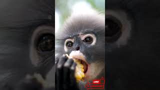 Monkey Corn Chowdown