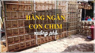 Hàng ngàn CON CHIM xuống phố - Chợ Chim Hoàng Hoa Thám,Hà Nội