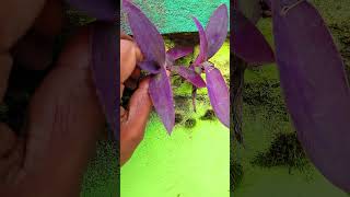 Collecting plant growing on a wall #shorts