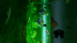 3 feet community tank এর Mono Angle #ornamentalfish #anglefish #fishtank #communitytank #hobbies