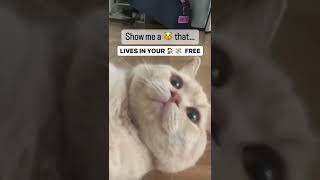 Cute Cat Lives Rent Free #cutestcats #shorts