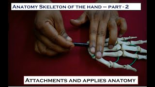 Skeleton of the hand -Osteology-Part -2: Attachments and applies anatomy-for 1st year MBBS students