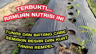 F. RAHASIA NUTRISI PENGOCORAN KEDUA CABE RAWIT LOKAL - Adopsi Metode Prof.Cabe Mas Udin