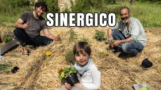 Consociazioni orto sinergico