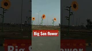 Big sunflower #Big beautiful sunflower