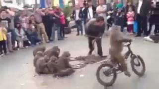 Приколы с обезьянами Fun with monkeys