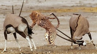 Gemsbok Vs Leopard, Um Baby Flucht Vor Leopard Hunt Zu Retten Tiere Retten Ein Anderes Tier