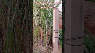 Sugarcane Tying Up for Support at Small Scale #kamad #sugarcanetyingup @CyberAgriExtension