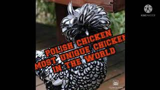 POLISH CHICKEN most unique chicken in the world