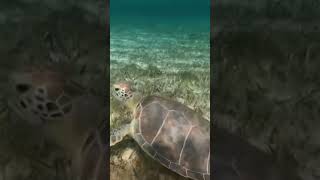 Sea Turtle in the Bahamas