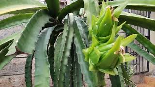 ORGANIC FARMING: Australia Golden Isis Dragon Fruit