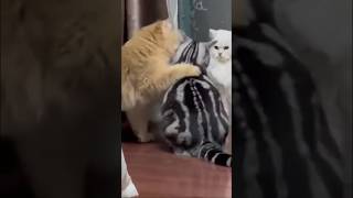 What did the cat whisper? #funny #new #cat #animals #shorts