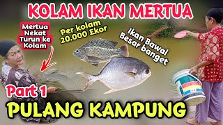 Kolam Ikan Mertua - Pulang Kampung Part 1