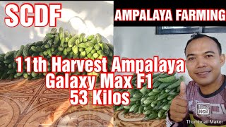 Ampalaya Farming || 11th Harvest Galaxy Max F1 Ampalaya