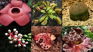 10 Most Strangest Plants in the World