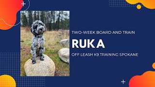 Bernedoodle, 5 m/o, "Ruka" | Amazing Bernedoodle Obedience Training