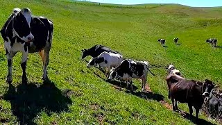 A Spring Day On A Small Family Dairy Farm!