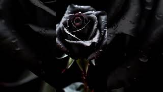 Black Rose