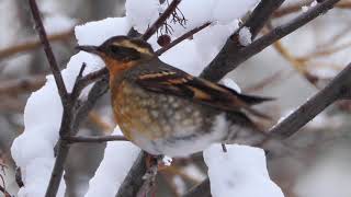 Varied Thrush Eating Berries