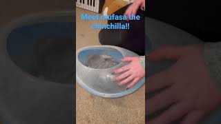 Meet my pet Chinchilla!!#chinchilla