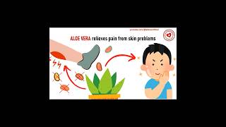 Aloe Vera relieves pain from skin problems #aloevera #aloeveragel #skincare #aloe