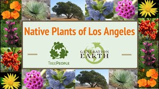 The Benefits of Native Plants