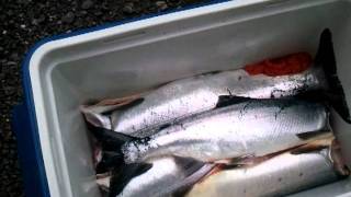 Deception Pass 12 Pink Salmon in 15 min.