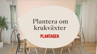 Plantera om dina krukväxter - så här gör du