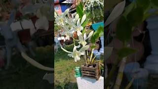 Watch this tiny Dendrobium orchid transform into huge plant