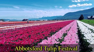 Abbotsford Tulip Festival 2024 | Bird Eye View