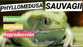 RANA MONO ENCERADA 🐸 Phyllomedusa sauvagii 🔝 Cuidados, veneno...