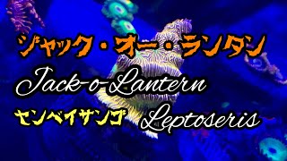 ジャック・オー・ランタン   Jack-o-Lantern Leptoseris   センベイサンゴ