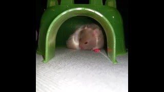 Hiccup the Three-Legged Hamster on his First Night Home!