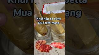 Khui hộp cá betta mua trên mạng #betta #bettafish #nuoica #caliathia