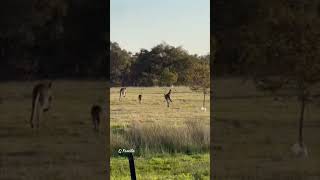 Kangaroo in Oshawa Zoo | Kangaroos in Canada | Kangaroo | #Shorts