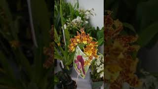 Oncidium