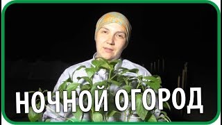 НОЧНЫЕ УВЛЕЧЕНИЯ молодой семьи. Огород после полуночи | Чайники в Деревне