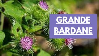 La grande bardane : plante detox