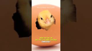 Why Is It Dangerous To Help An Egg Hatching Chick Out Of The Shell By Hand ? #shorts #hatching