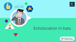 Echolocation in animals for kids.