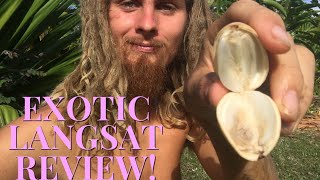 Exotic Fruit Review: Langsat!