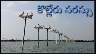 KOLLERU BIRDS || BYINAMPUDISRIKANTH