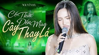 CỐ THỨC ĐẾN MÙA CÂY THAY LÁ - NGUYÊN HÀ live at RIVER FLOWS IN YOU